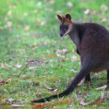 Swamp Wallaby 12. 4. 2017